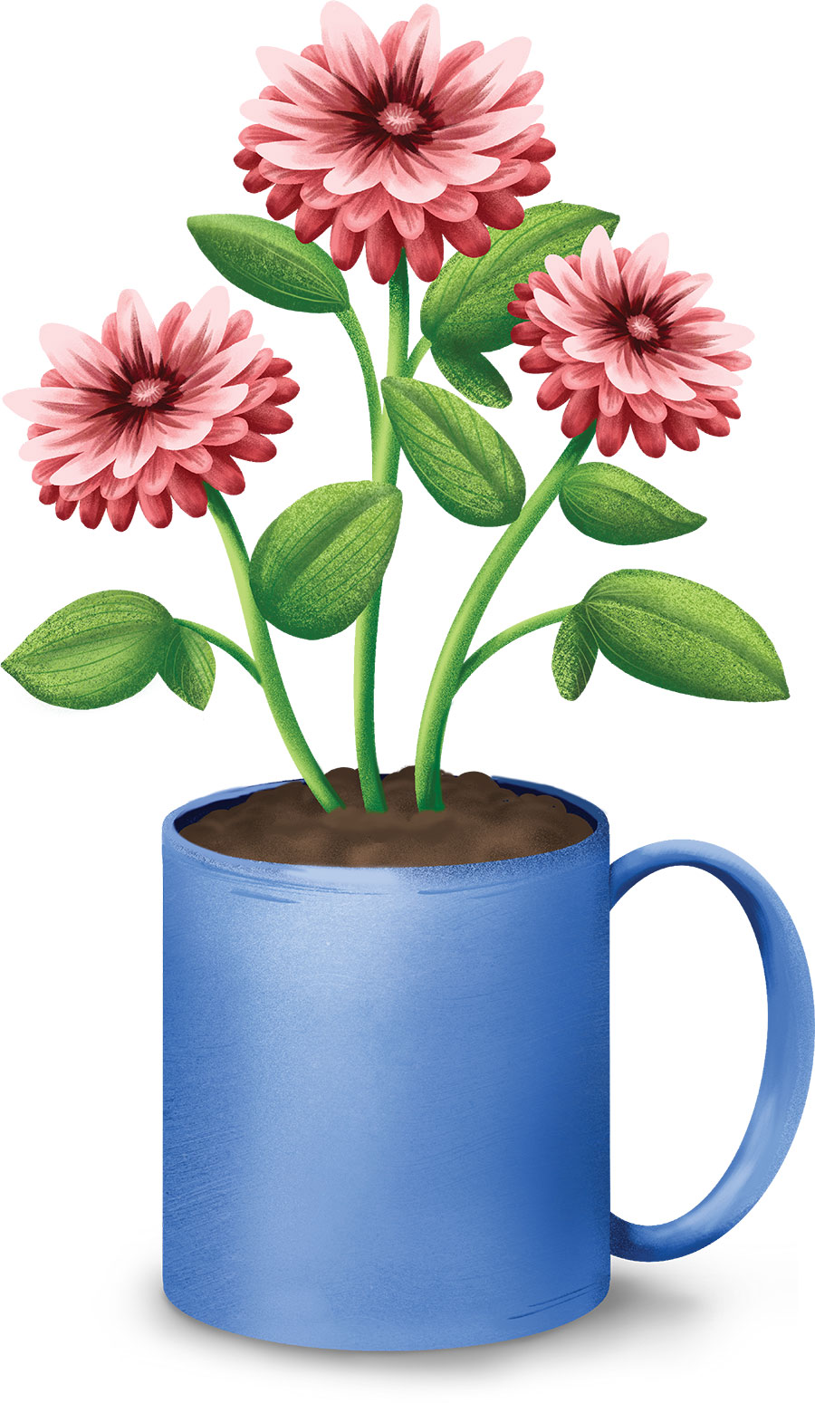 Three pink flowers with green leaves blooming in a solid blue ceramic mug of soil.